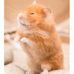 Hamster equals ham