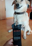 Doggo group yaaa