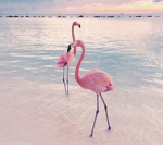 & cloudy flamingos! &