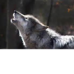 #WOLF FANS <3
