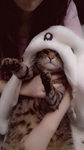 cat helper group