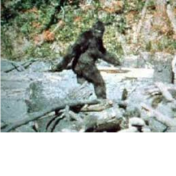 Survive Bigfoot