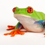 froggo ‌