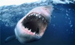 shark team