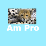 Cheetah’s!