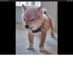 The Doge Destiny Continuers