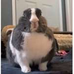 the bunny council