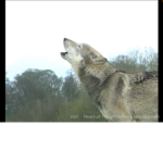 THE GREAT WOLF(GROUP)