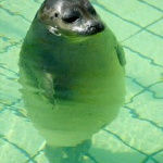 Le foche OBESE