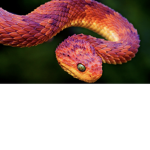 Snake!