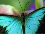 Butterfly group-(join now!)