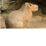 Capibara roblox group