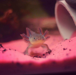 The Awesome Adorable Axolotls