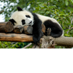 Panda Group Corp