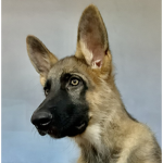OHIODOG