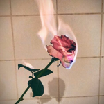 Aesthetic Roses :3