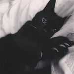 blackcats closet
