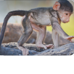 Monkey army :by Chloe