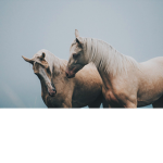 HorseFans