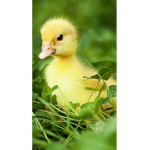 Quackling