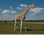 giraffe gang.