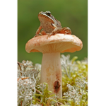 Mushroom group the best group