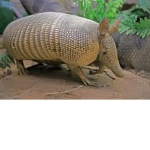 Awesome Armadillos