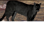 Dark Cougars