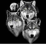 #WolfPack. DeathWolfXI