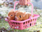 pigs piglet