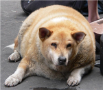 FatDog Games