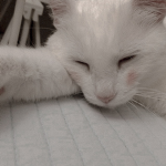 ⋆ Maybelle's Tulips | Official Fan Group ⋆
