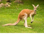 adopt me kangaroo cult