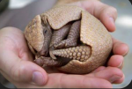 Armadillo Fans!