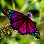 Butterfly_unicorn