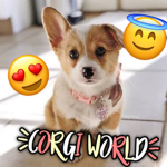 Corgi World!