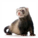 Mr. Ferret Club