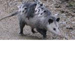 Possum Reunite