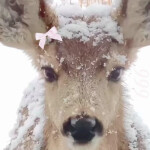 ˚ ‧🎀˚❄‧˚ ‧