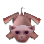 Floor Bingus