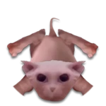 Floor Bingus