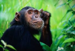 Animal World Game Studio