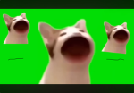 猫会社