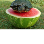 Turtles are awesome group