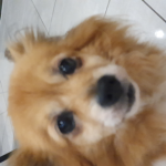 Dogi fan group