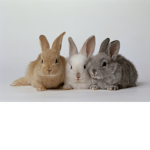 bunny sward :D