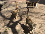 Meow meow team and woof woof team