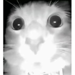 Pierce the mouse