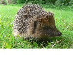 Team Hedgehog Wins!