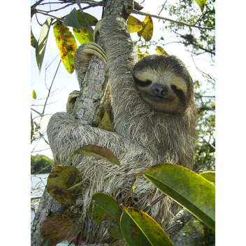 Find sid the sloth